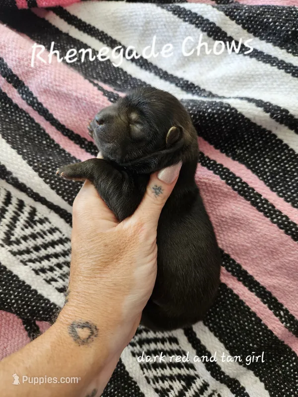 Red and Tan Female – Chow Chow puppy for sale in Floyd, VA
