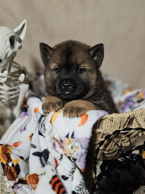 Dark red Boy – Chow Chow puppy for sale in Floyd, VA