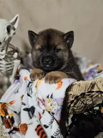 Hold4Deshaun, a male Chow Chow for sale in Riner, VA – 1 of 5