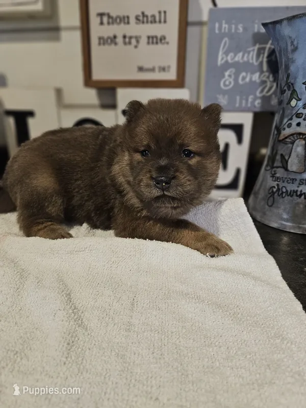 Hold4Truman – Chow Chow puppy for sale in Floyd, VA
