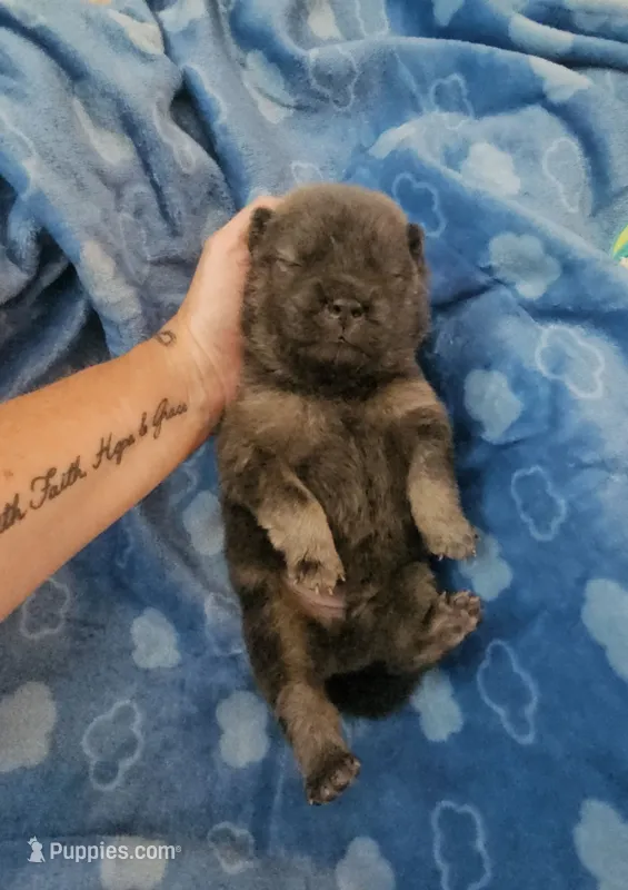 CINNAMON ROUGH BOY 3 – Chow Chow puppy for sale in Floyd, VA