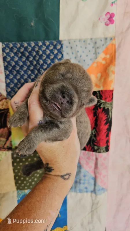 CINNAMON ROUGH BOY 2 – Chow Chow puppy for sale in Floyd, VA