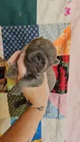 CINNAMON ROUGH BOY 2, a male Chow Chow for sale in Floyd, VA – 7 of 8