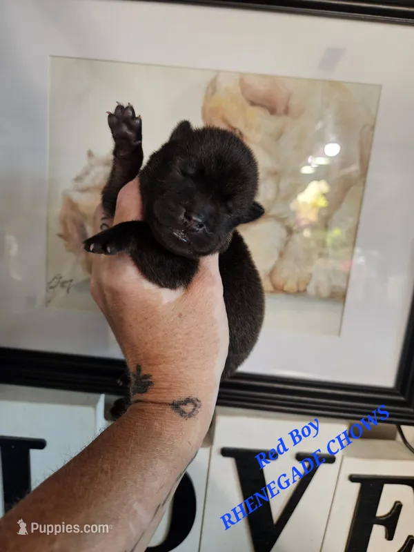Dark red Boy – Chow Chow puppy for sale in Floyd, VA