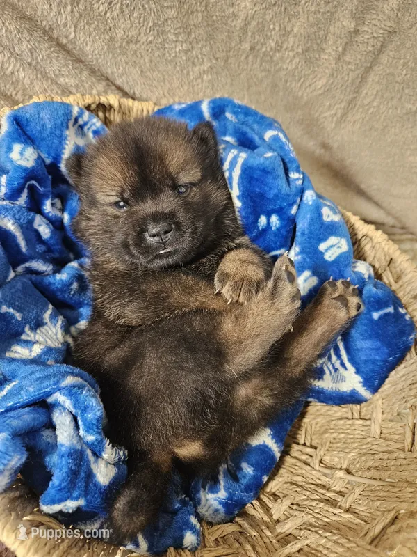 Dark red Boy – Chow Chow puppy for sale in Floyd, VA
