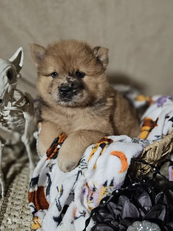 GorgeousMERLE – Chow Chow puppy for sale in Floyd, VA