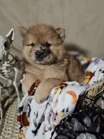 GorgeousMERLE, a female Chow Chow for sale in Riner, VA – 1 of 8