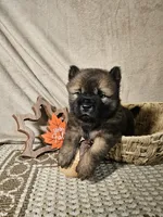 Red Male Rough coat Sansa x Sonic, a male Chow Chow for sale in Floyd, VA – 2 of 7