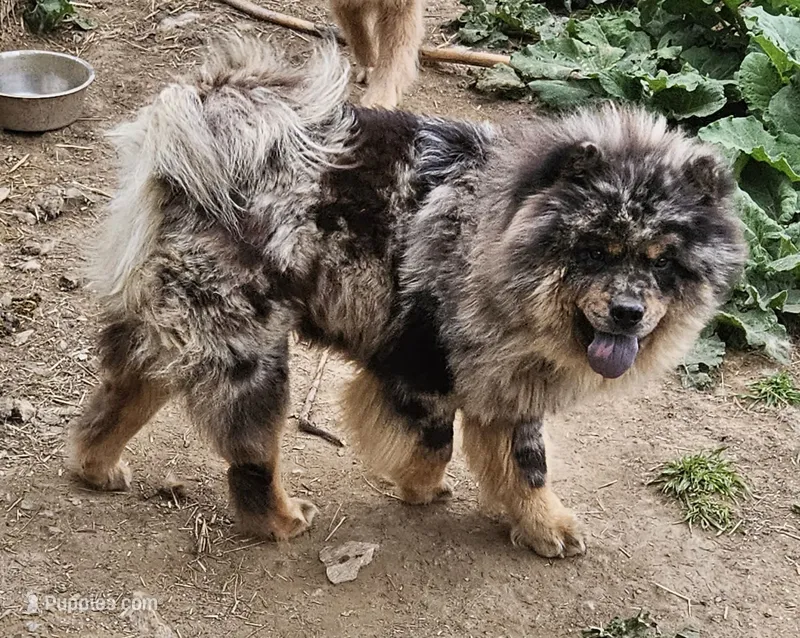 Phantoms and tans and Merles – Chow Chow puppy for sale in Riner, VA