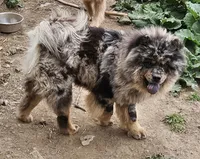 Phantoms and tans and Merles, a  Chow Chow for sale in Riner, VA – 1 of 1