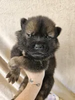 Hold4Deshaun, a male Chow Chow for sale in Riner, VA – 4 of 5