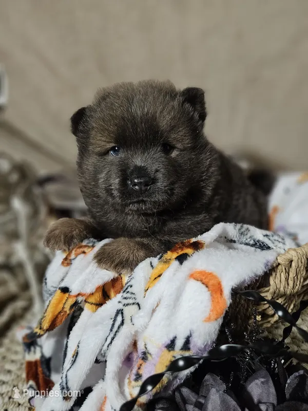 Blue Girl – Chow Chow puppy for sale in Floyd, VA