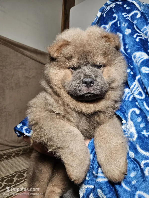 CINNAMON ROUGH BOY 5087 – Chow Chow puppy for sale in Riner, VA
