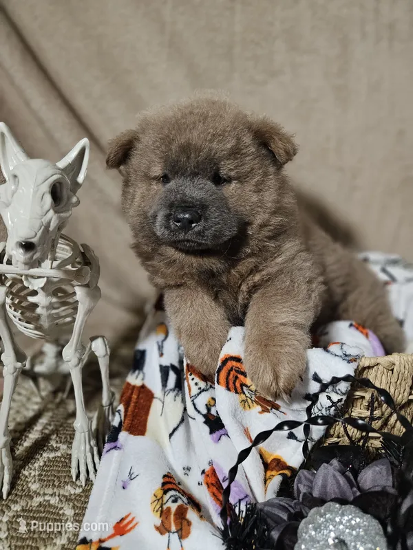 CINNAMON ROUGH BOY 3 – Chow Chow puppy for sale in Floyd, VA