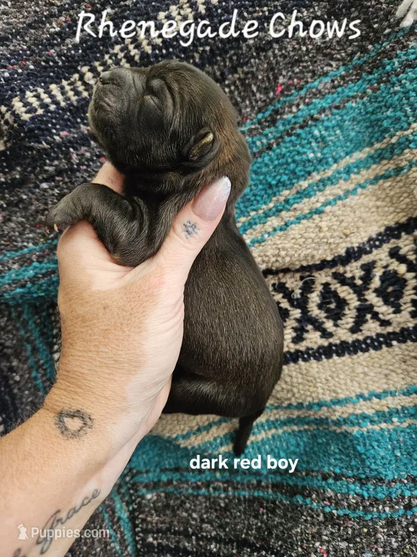 Red Male Rough coat Sansa x Sonic – Chow Chow puppy for sale in Floyd, VA