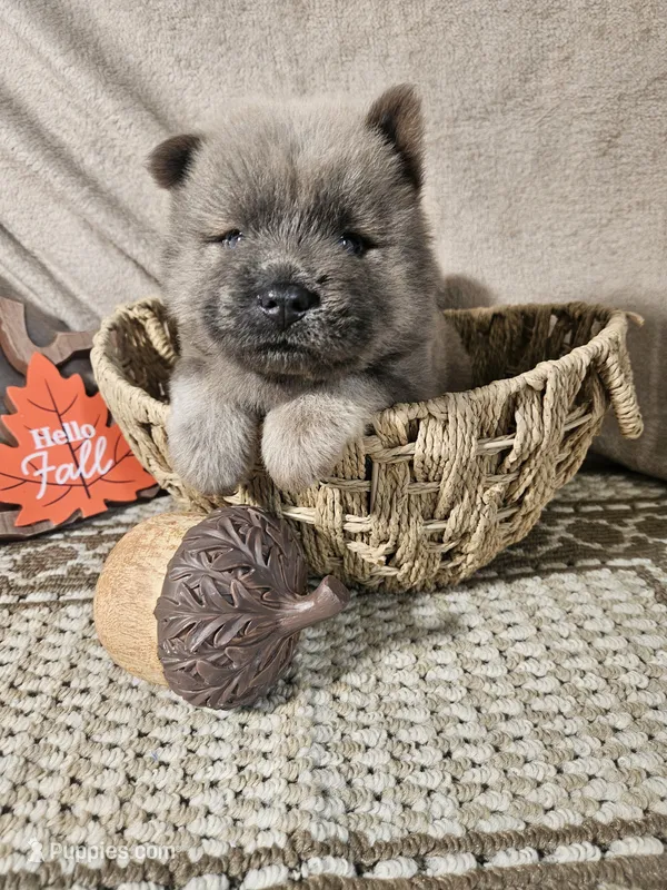 CINNAMON ROUGH BOY – Chow Chow puppy for sale in Floyd, VA
