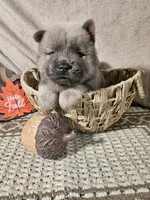 CINNAMON ROUGH BOY, a male Chow Chow for sale in Floyd, VA – 1 of 7