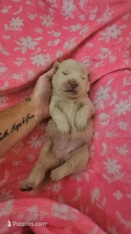 Hold4Dana – Chow Chow puppy for sale in Floyd, VA