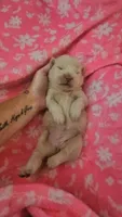 Hold4Dana, a female Chow Chow for sale in Floyd, VA – 5 of 9