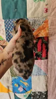 Hold4Ryan, a male Chow Chow for sale in Floyd, VA – 3 of 7