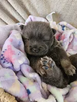 Hold4Jaime, a female Chow Chow for sale in Floyd, VA – 1 of 3