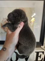 BLUE and TAN GIRL 1, a female Chow Chow for sale in Floyd, VA – 2 of 3