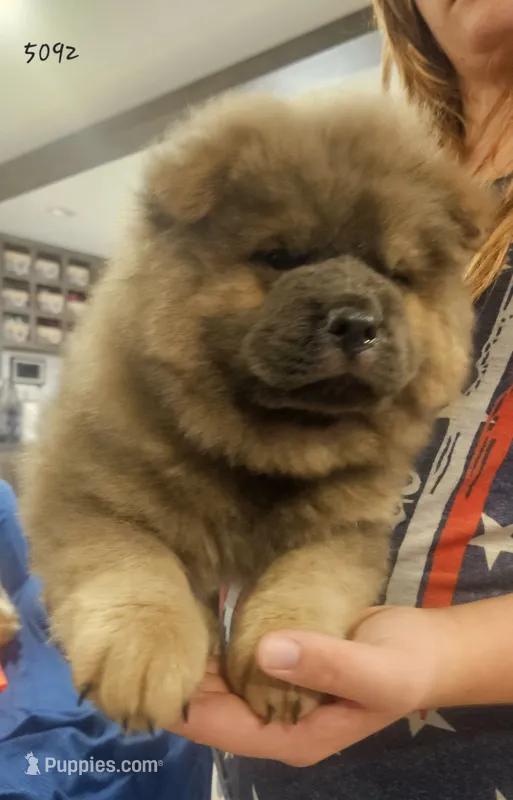 GORGEOUS CINNAMON 5092 – Chow Chow puppy for sale in Riner, VA
