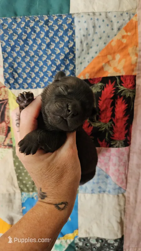 Red and Tan Female – Chow Chow puppy for sale in Floyd, VA