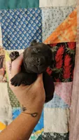 Red and Tan Female, a female Chow Chow for sale in Floyd, VA – 5 of 7