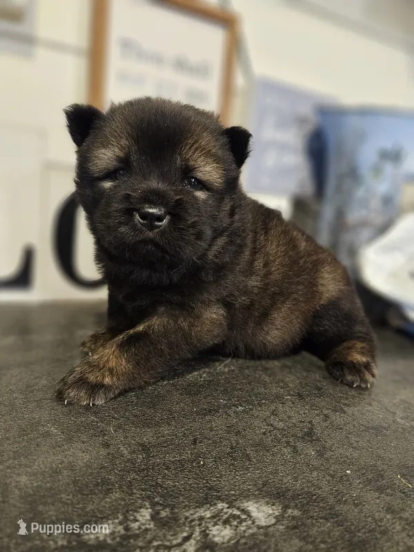 Red and Tan Female – Chow Chow puppy for sale in Floyd, VA