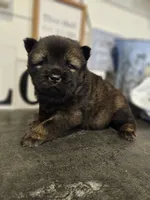 Red and Tan Female, a female Chow Chow for sale in Floyd, VA – 3 of 7