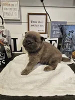 CINNAMON ROUGH BOY, a male Chow Chow for sale in Floyd, VA – 5 of 7