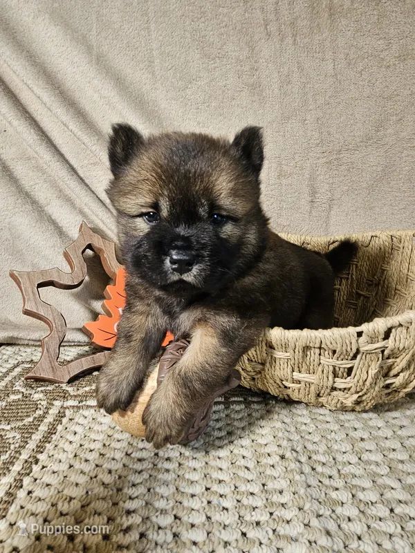 Red Male Rough coat Sansa x Sonic – Chow Chow puppy for sale in Floyd, VA