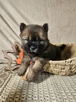 Red Male Rough coat Sansa x Sonic, a male Chow Chow for sale in Floyd, VA – 1 of 7