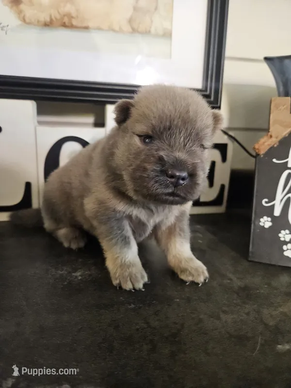 CINNAMON ROUGH BOY – Chow Chow puppy for sale in Floyd, VA