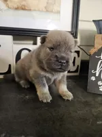 CINNAMON ROUGH BOY, a male Chow Chow for sale in Floyd, VA – 4 of 7