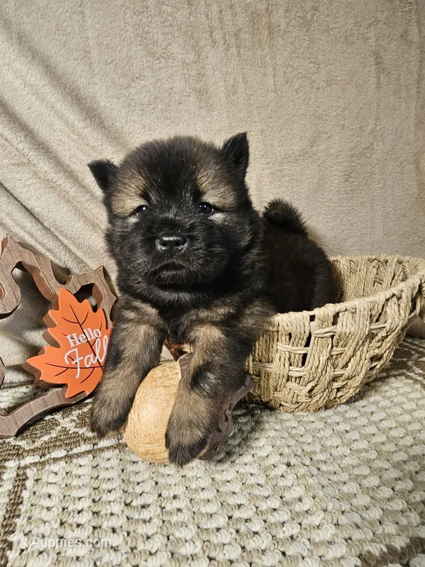 Red and Tan Female – Chow Chow puppy for sale in Floyd, VA