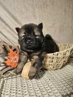 Red and Tan Female, a female Chow Chow for sale in Floyd, VA – 1 of 7