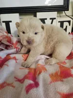 Hold4Dana, a female Chow Chow for sale in Floyd, VA – 9 of 9