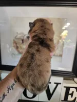 MERLE CHOW GIRL, a female Chow Chow for sale in Floyd, VA – 3 of 3