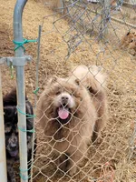 GORGEOUS CREAM ROUGH COAT, a female Chow Chow for sale in Floyd, VA – 2 of 2