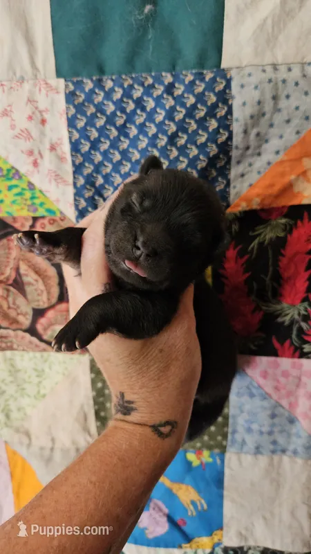 Red Male Rough coat Sansa x Sonic – Chow Chow puppy for sale in Floyd, VA