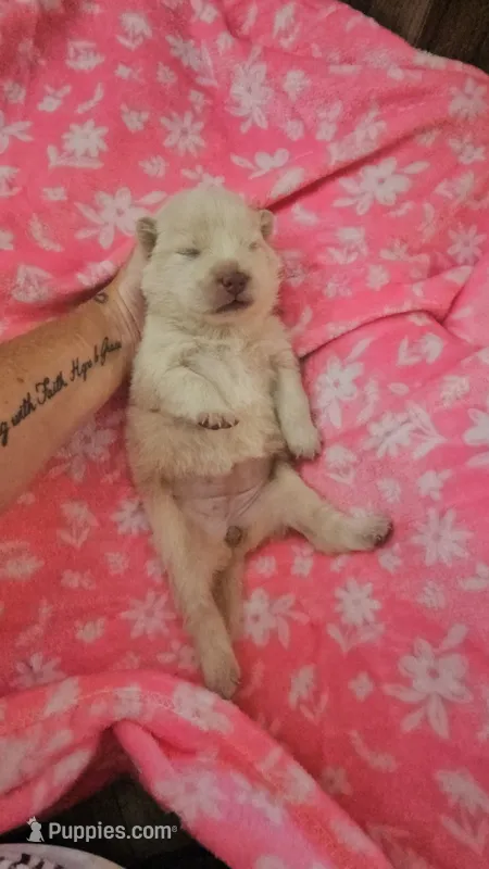GORGEOUS CREAM GIRL – Chow Chow puppy for sale in Floyd, VA