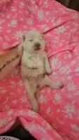 HOLD4DIANE, a female Chow Chow for sale in Floyd, VA – 3 of 4