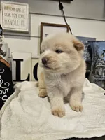 Hold4Dana, a female Chow Chow for sale in Floyd, VA – 3 of 9