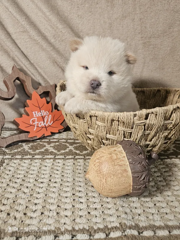 Hold4Ronnie – Chow Chow puppy for sale in Floyd, VA