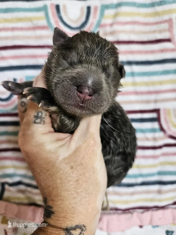 CINNAMON ROUGH BOY 4 – Chow Chow puppy for sale in Floyd, VA