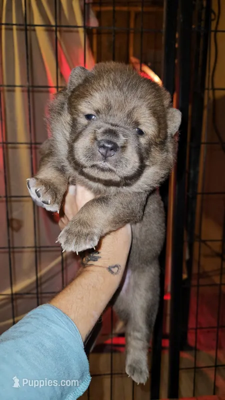 Hold4Truman – Chow Chow puppy for sale in Floyd, VA