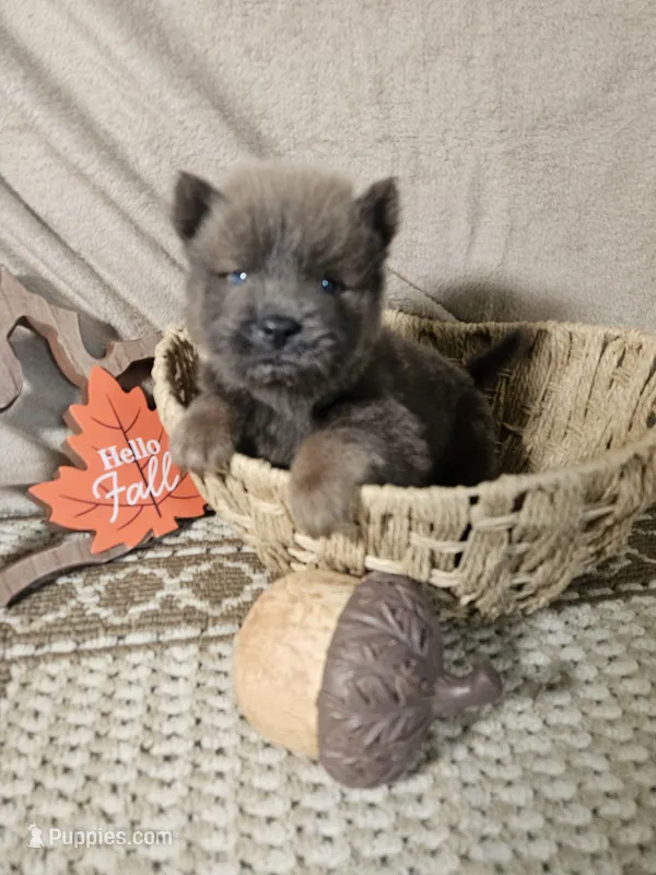 TINY CINNAMON ROUGH BOY – Chow Chow puppy for sale in Floyd, VA