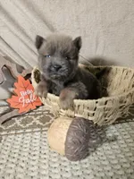TINY CINNAMON ROUGH BOY, a male Chow Chow for sale in Floyd, VA – 1 of 8